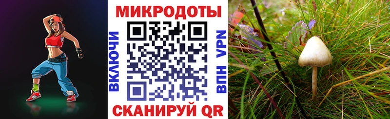 Псилоцибиновые грибы Psilocybine cubensis  Михайловск 